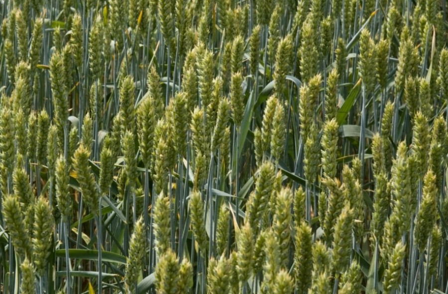 Felértékelődött az őszi vetési szezon