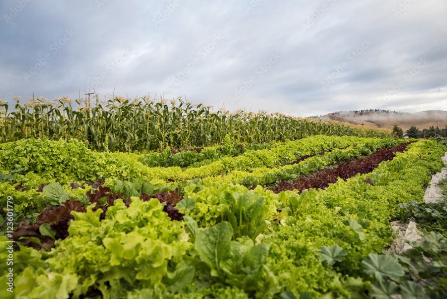A fenntartható mezőgazdaság csökkentheti a profitot és növelheti az élelmiszerek árait?