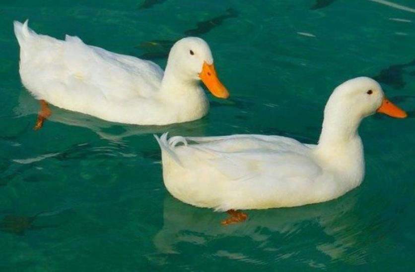 Fejlesztési lehetőségek a halastavakon: A kacsatartás előnyei és hátrányai