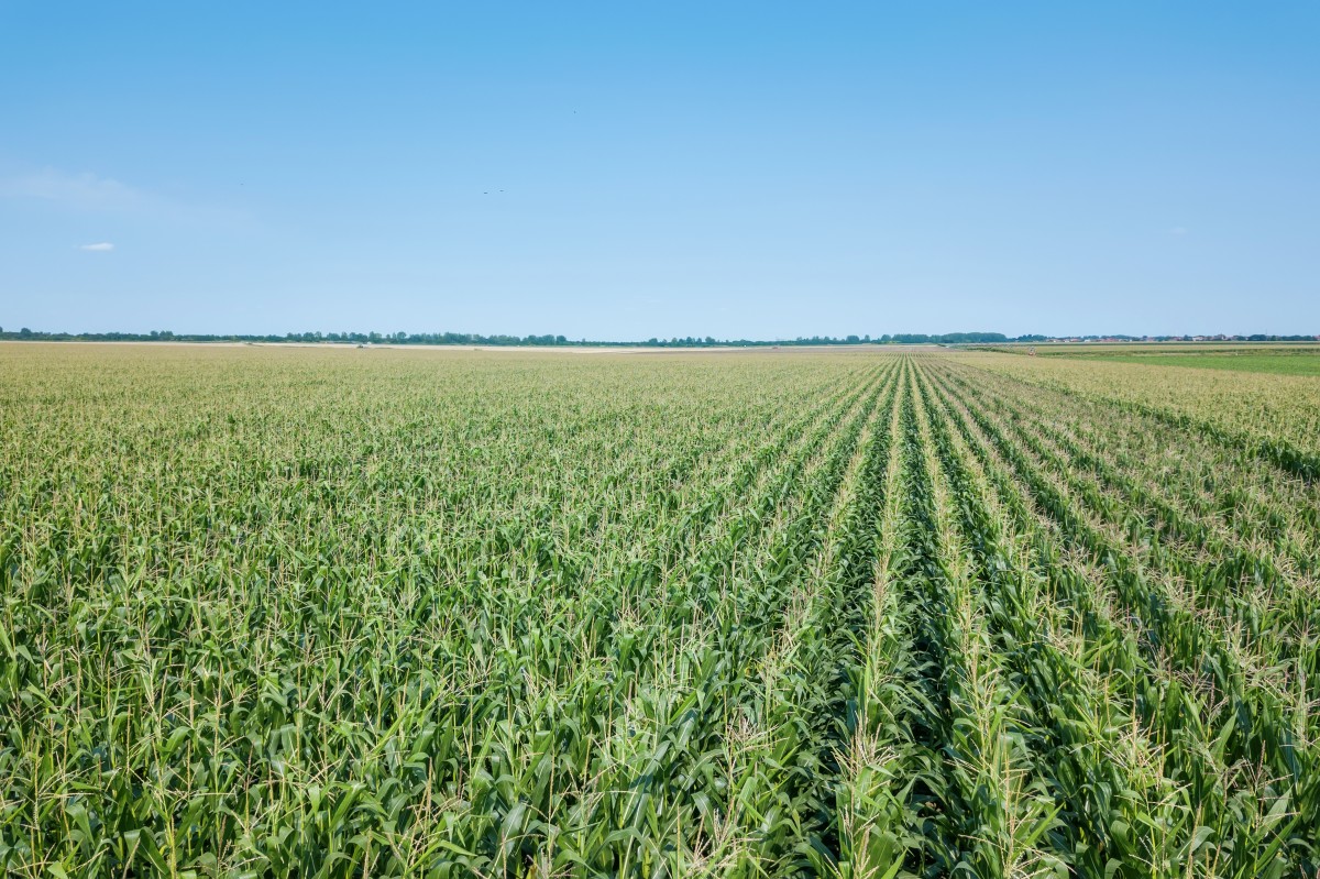 Mit vessek? Minden agrárágazat veszteséges lehet az idén